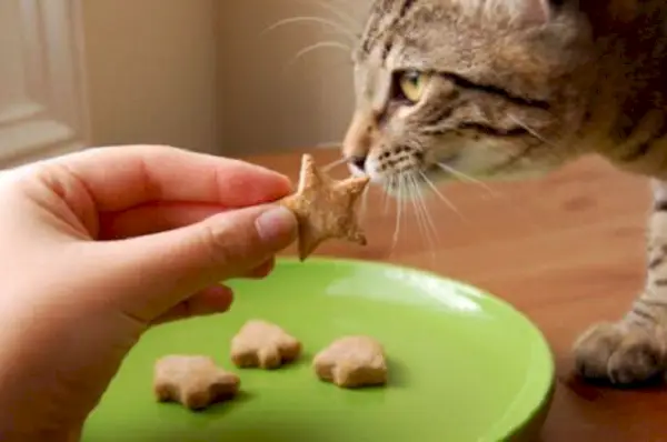 Schnelle und gesunde hausgemachte Katzensnacks mit Kokosöl