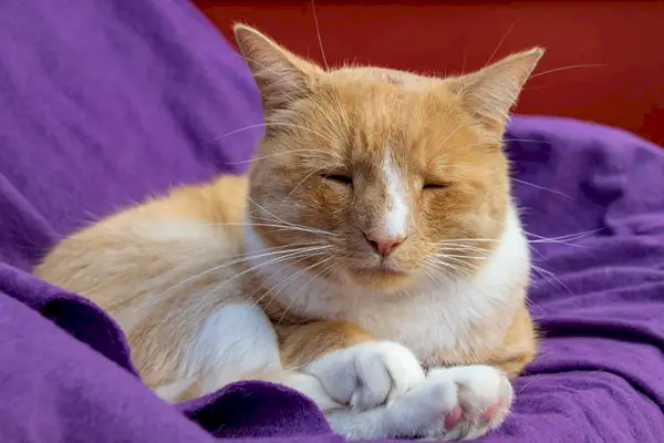 chat roux avec nez enflé et blessé