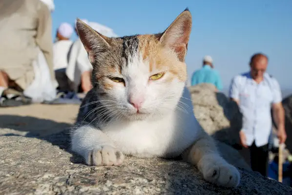 chat au nez pâle se sentant somnolent