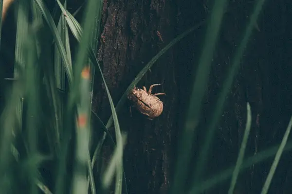 セミ 昆虫