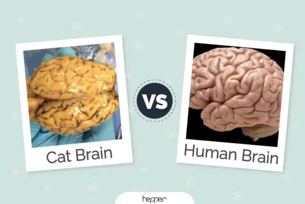 Cérebro de gato vs cérebro humano: as diferenças e semelhanças (revisado pelo veterinário)