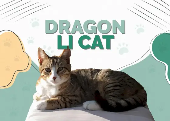 Dragon Li Cat (chino Li Hua): imágenes, temperamento y rasgos