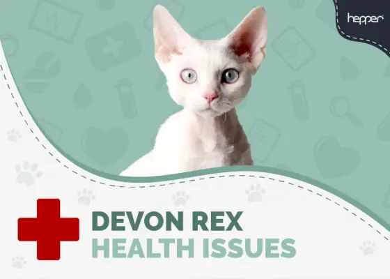 Probleme de sănătate a pisicii Devon Rex