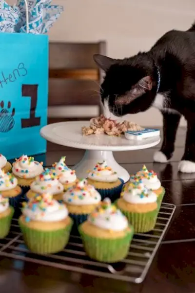 Comment faire un gâteau d'anniversaire pour votre chat