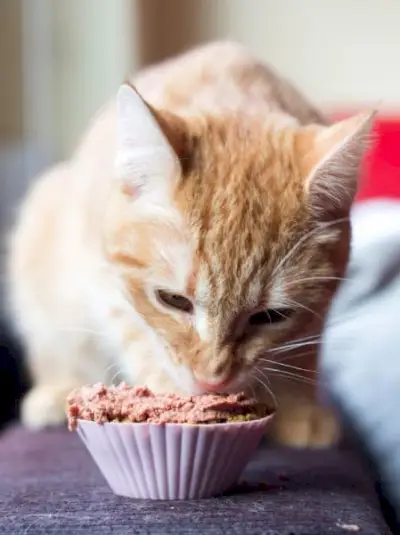 Cupcakes pour chats