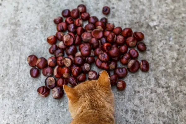 食べられない栗の匂いを嗅ぐ猫