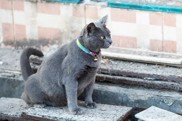 sivá mačka čúrajúca na cementovú podlahu na okraji chodníka