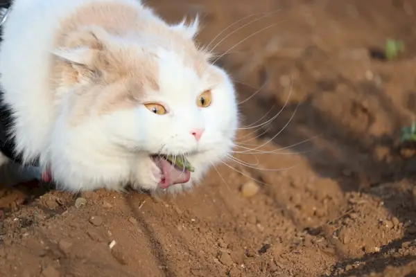 Haarbal kattenvoer – Zijn er bijwerkingen? Belangrijke feiten en overwegingen