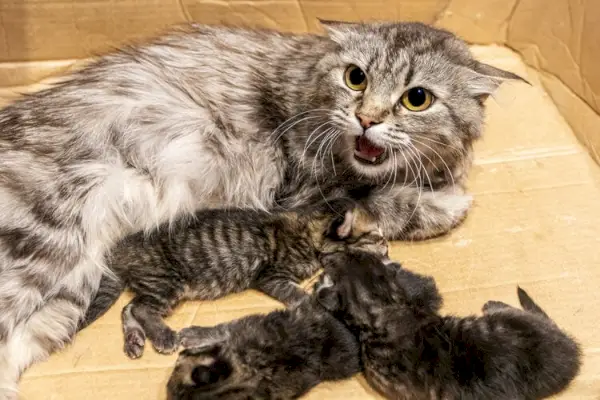 aggressiv mamma med kattungar