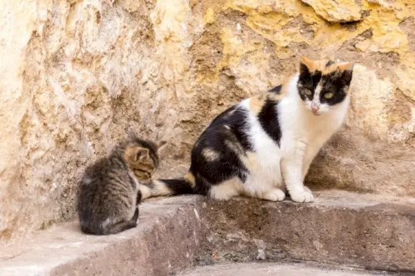 Hur man berättar om en kattmamma har övergett sina kattungar: 6 steg