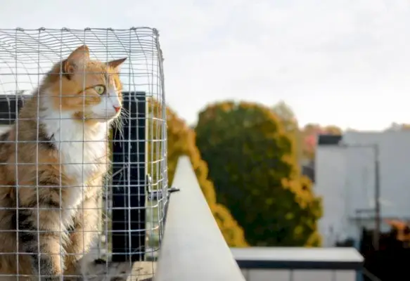 mačka sjedi u catio gledajući van