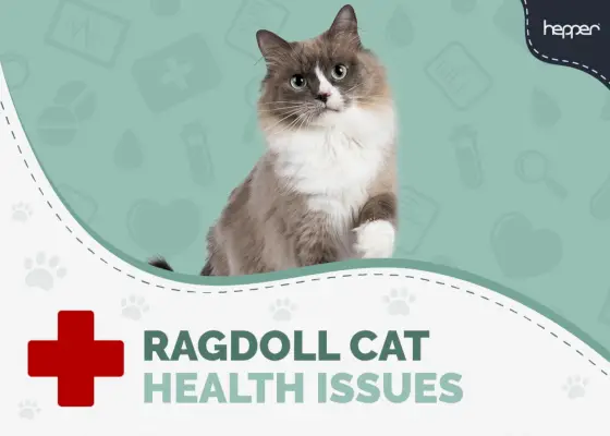 Gesundheitsprobleme bei Ragdoll-Katzen