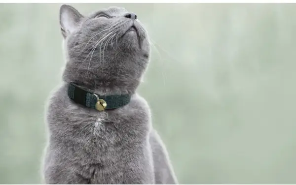 Hepper Hemp Breakaway Cat Collar