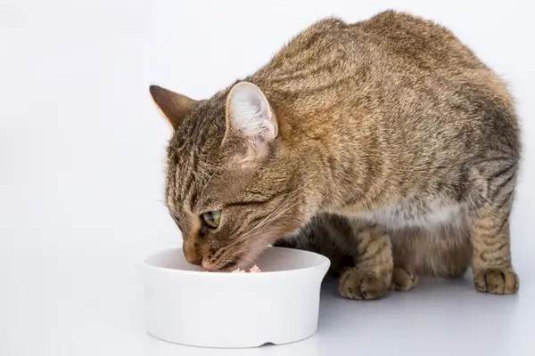 eine getigerte Katze, die aus einer weißen Schüssel frisst