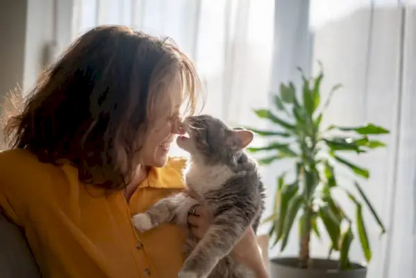 Portrett av en ung vakker kvinne i en gul skjorte som klemmer kyssing med en grå, luftig katt som sitter på sofaen