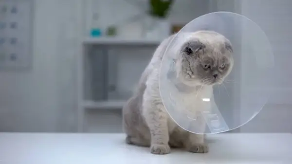 Katze in der Tierklinik erholt sich von der Sterilisation