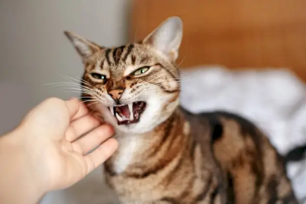 ägare klappar en väsande arg tabby katt