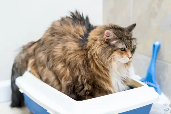 Maine coon kat groot met kattenbak