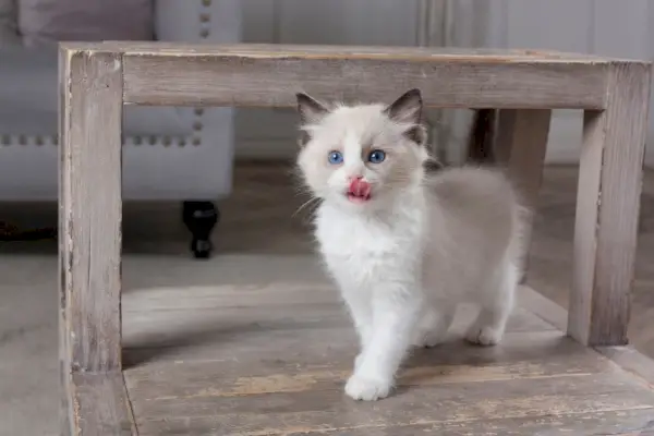 Ragdoll-Katze leckt sich die Lippen