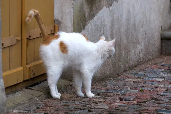 eine weiße Katze, die das Holztor besprüht