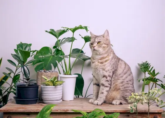 Kedi Evi Bitkisi Philodendron