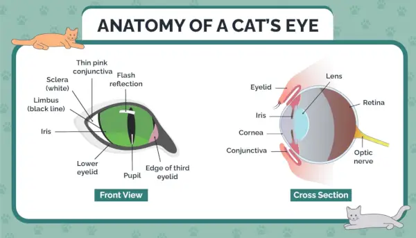 HEP_A_Cat の解剖学