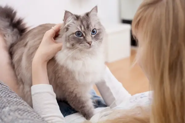 giovane donna con gatto ragdoll sul divano