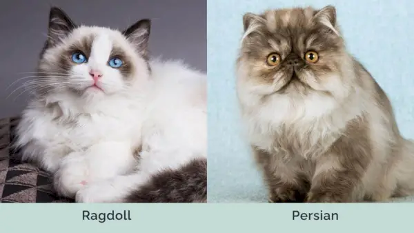 Ragdoll vs Persian fianco a fianco