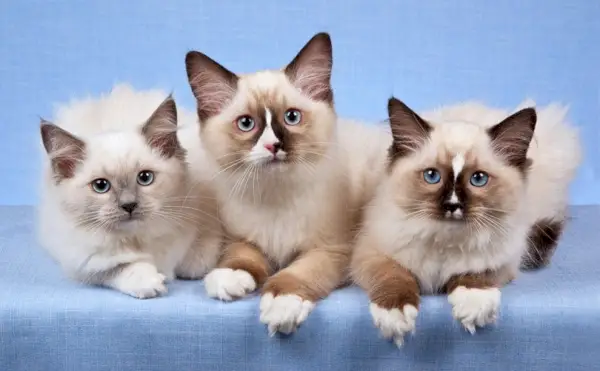 3 gattini Ragdoll in fila su sfondo blu