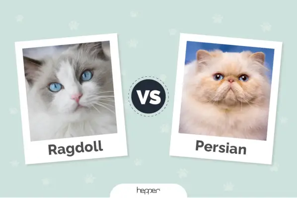 Ragdoll vs gatti persiani: le differenze (con immagini)