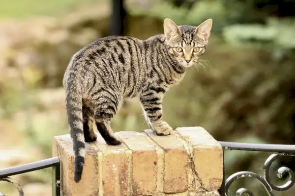 Bengal kedisi açık havada