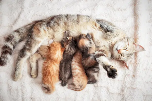 회색 엄마 고양이 간호 새끼 고양이