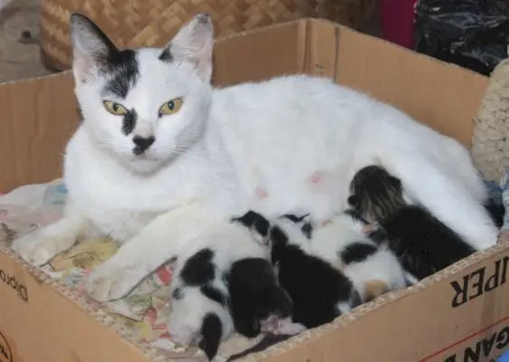 상자 안에 있는 고양이와 새끼 고양이