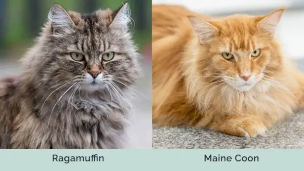 Ragamuffin x Maine Coon lado a lado