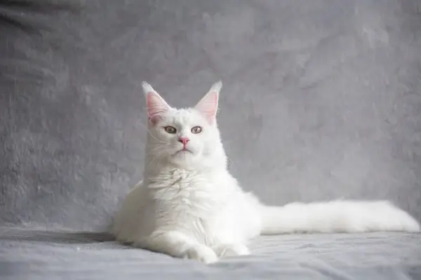 White Maine Coon posando no estúdio