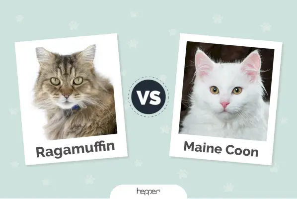 Maltrapilho vs Maine Coon