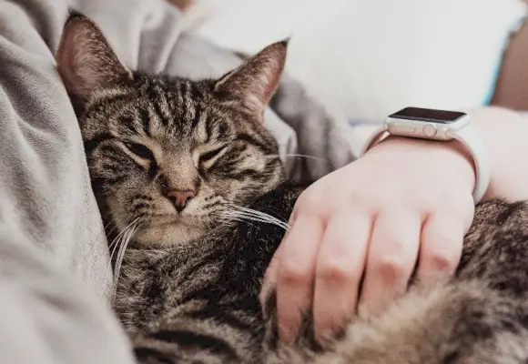 pilka tabby katė glaudžiasi prie šeimininko lovoje