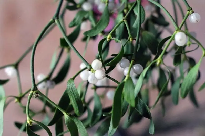 What is mistletoe?