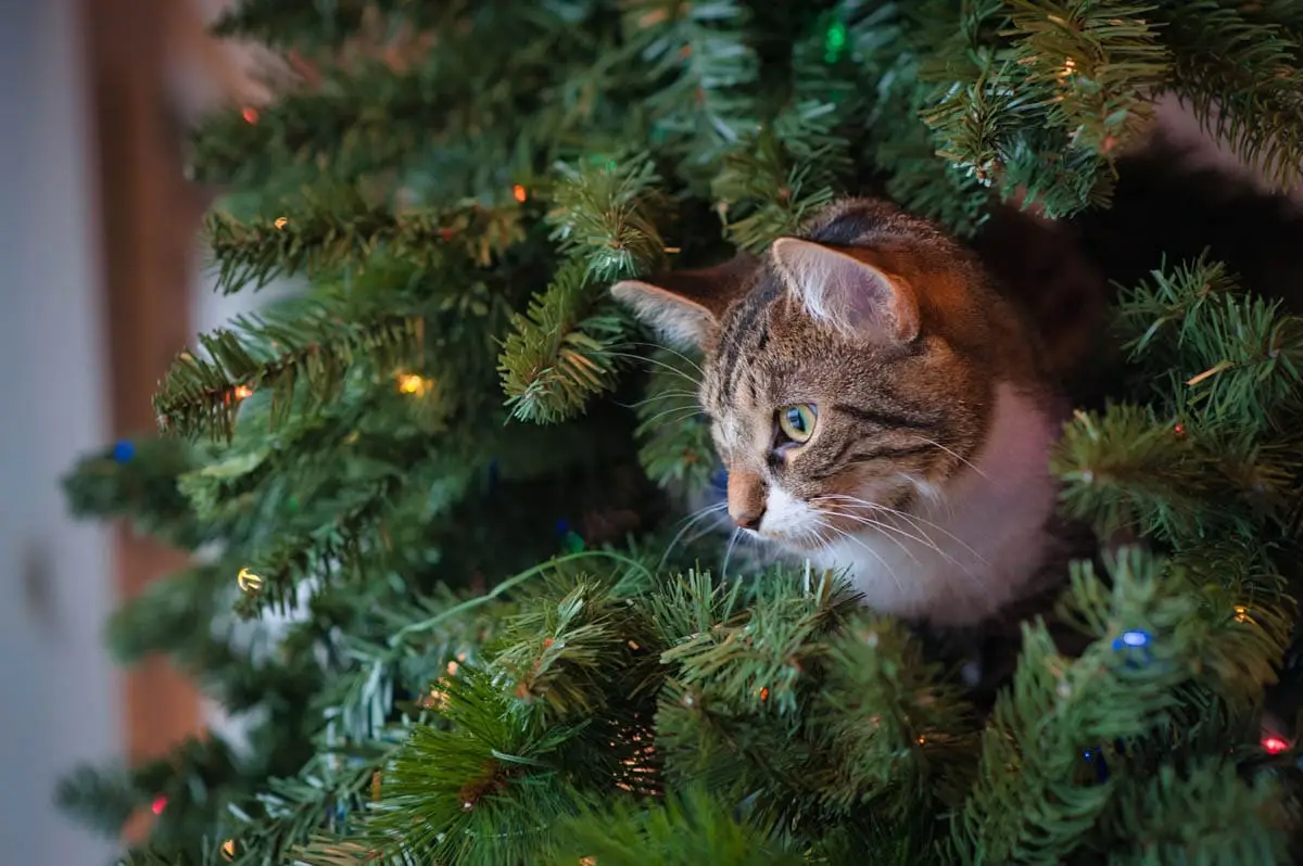 Keeping cats off Christmas trees
