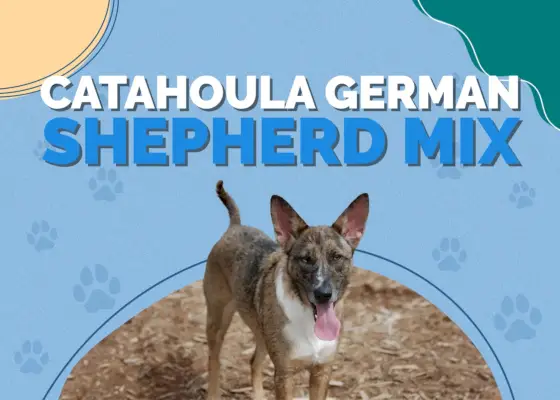 Catahoula רועה גרמני מיקס: מידע, תמונות, טמפרמנט ותכונות