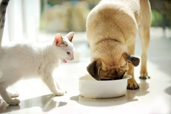 carlino che mangia cibo per gatti