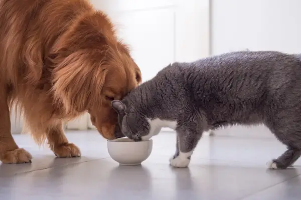 golden retriever che cerca di mangiare cibo per gatti