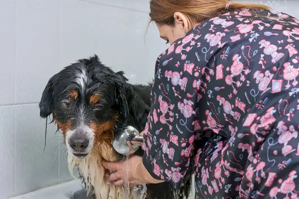 kvinne som bader Berner sennenhund