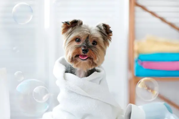 Kun je kattenshampoo op honden gebruiken? Wat u moet weten!