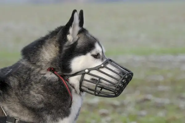 Sibirischer Husky mit Gummimaulkorb