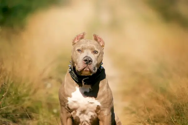 Amerikanischer Pitbull-Terrier