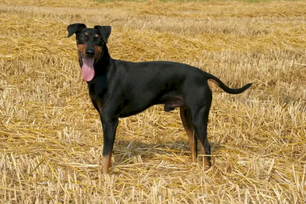 Ein Manchester-Terrier-Hund auf einem Heufeld