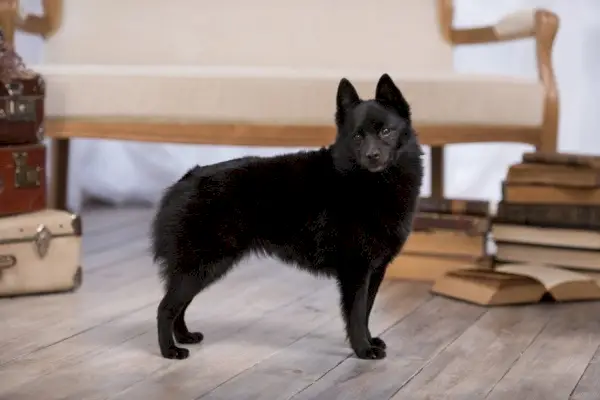 Schipperke