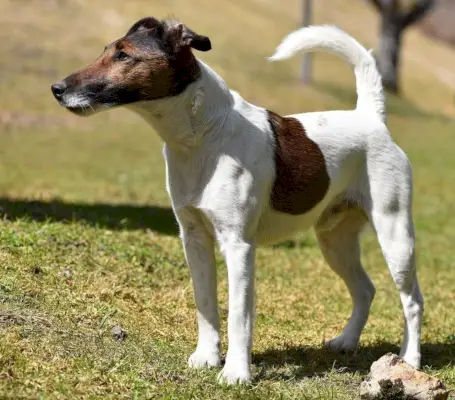 glatter Foxterrier dreifarbig