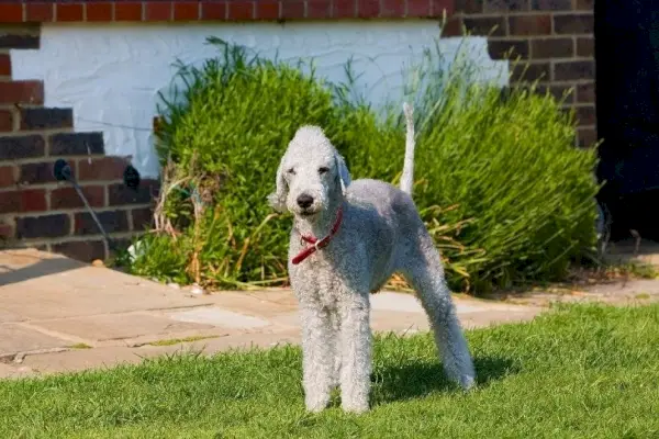 Bedlington Terrier steht auf Gras